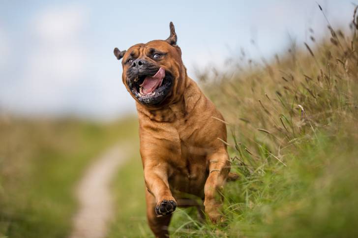 Un Bullmastiff courant dans l'herbe, le long d'un chemin
