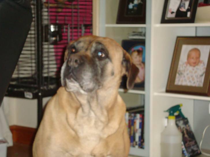 cassie - Bullmastiff Femelle (9 ans)