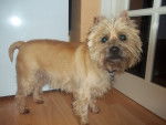 Sam - Cairn Terrier Mâle (4 ans)