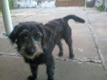 Mi bonita - Cairn Terrier (8 mois)