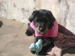 mi Winy,!! - Cairn Terrier (11 mois)