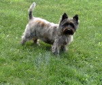 Hamish - Cairn Terrier Mâle (10 ans)