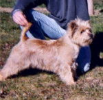 Cairn Terrier - Cairn Terrier