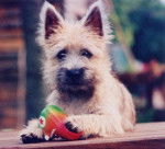 Cairn Terrier - Cairn Terrier