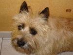 URKY Cairn Terrier - Cairn Terrier
