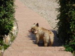 URKY Cairn Terrier - Cairn Terrier