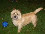 URKY Cairn Terrier - Cairn Terrier