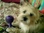 cairn terrier via-maria - Cairn Terrier