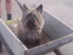 cairn terrier voyou - Cairn Terrier