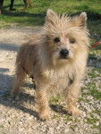 cairn terrier "roméo" - Cairn Terrier