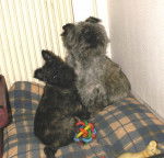 CAIRN TERRIER LOLA ET CERONE - Cairn Terrier