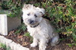 cairn terrier - lilou - Cairn Terrier
