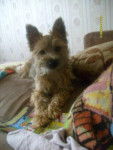 Cairn terrier - Cairn Terrier