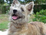 CAIRN TERRIER - Cairn Terrier