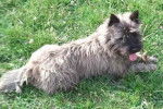 DEIKO CAIRN TERRIER - Cairn Terrier