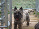 DEIKO CAIRN TERRIER - Cairn Terrier