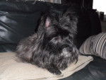Cairn Terrier Droopy - Cairn Terrier