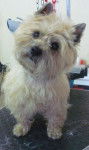 Cairn terrier - Cairn Terrier