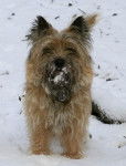 Dario - Cairn Terrier