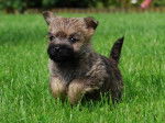 Chiot Cairn terrier de la Tonnelle aux Orchidées - Cairn Terrier