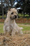 Cadagio No Matter What - Cairn Terrier