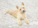 Heavy femelle Cairn terrier 4 mois - Cairn Terrier (4 mois)