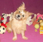 Heavy, Cairn terrier de 6 mois - Cairn Terrier (6 mois)