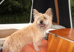 Eauscar, Cairn Terrier de deux ans - Cairn Terrier