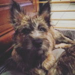 Mac (de Dame Nature) - Cairn Terrier Mâle (5 mois)