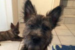 Malia (de Dame Nature) - Cairn Terrier (5 mois)