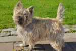 Photo Cairn Terrier