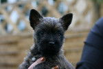 Photo Cairn Terrier