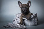 Photo Cairn Terrier
