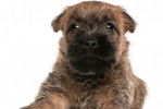 Photo Cairn Terrier