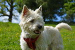 Photo Cairn Terrier