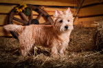 Photo Cairn Terrier