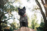 Photo Cairn Terrier