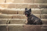 Photo Cairn Terrier