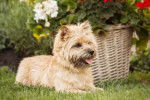 Un Cairn Terrier beige allongé dans l'herbe