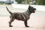 Photo Cairn Terrier