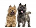 Photo Cairn Terrier