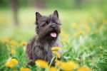 Photo Cairn Terrier