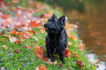 Photo Cairn Terrier
