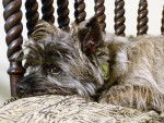 Photo Cairn Terrier