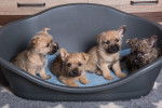Photo Cairn Terrier