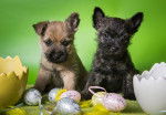Photo Cairn Terrier