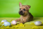 Photo Cairn Terrier
