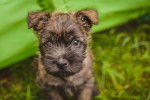 Vue proche d'un Cairn Terrier