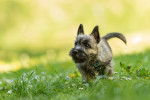 Photo Cairn Terrier