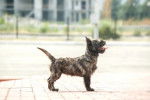 Photo Cairn Terrier